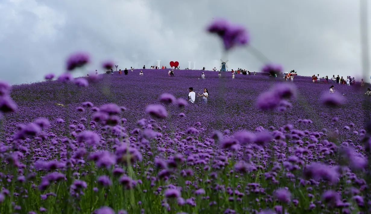 Para wisatawan menikmati pemandangan padang verbena yang terletak di Gaopo, Guiyang, Ibu Kota Provinsi Guizhou, China, 14 Agustus 2020. (Xinhua/Zhang Hui)