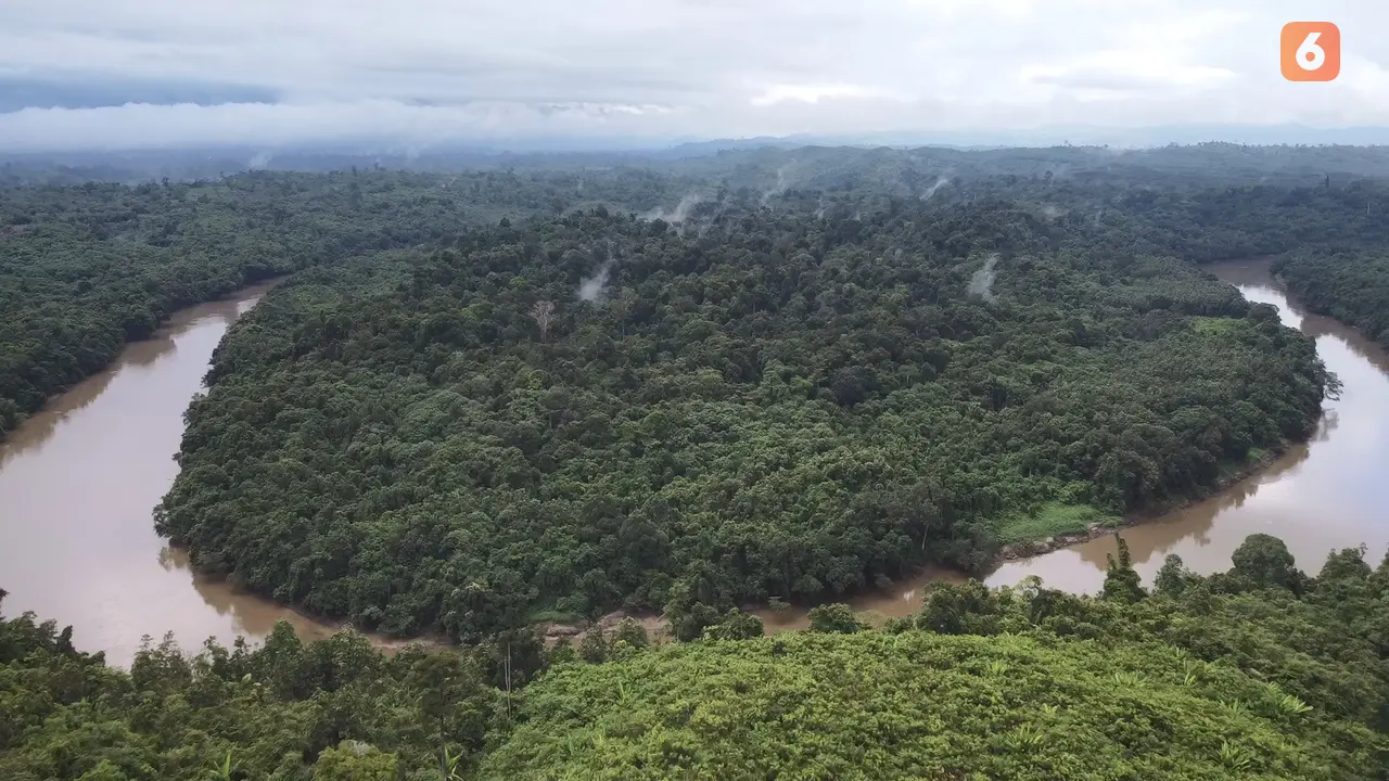 Hutan di Kalimantan