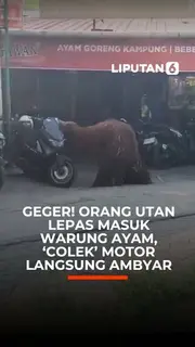 Geger! Orang Utan Lepas Masuk Warung Ayam, 'Colek' Motor Langsung Ambyar