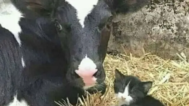 7 Potret Nyeleneh Hewan Salah Asuh, Ada Kucing yang Menyusu dengan Monyet