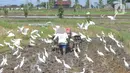 <p>Petani membajak sawah dengan menggunakan traktor dikelilingi burung kuntul yang mencari makan di desa Penarukan, Mengwi, Bali, Rabu (4/5/20222). Sawah tersebut akan ditanami padi jenis Cigeulis dengan masa umur panen sekitar 3 bulan. (merdeka.com/Arie Basuki)</p>