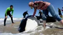 Seorang wanita memeriksa paus pembunuh yang mati setelah ditemukan terdampar di pantai Mar Chiquita, Argentina, Senin (16/9/2019). Sementara enam paus lainnya berhasil dievakuasi ke laut dalam oleh regu penyelamatan dan sukarelawan. (AP/Marina Devo)