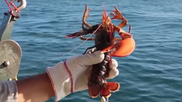Lobster biru
