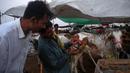 Pembeli memeriksa gigi seekor sapi di pasar ternak yang disiapkan untuk hewan kurban pada Hari Raya Idul Adha di Karachi, Pakistan pada Jumat (10/7/2020). Idul Adha merupakan salah satu hari raya umat Islam di dunia yang identik dengan penyembelihan hewan kurban bagi yang mampu. (Asif HASSAN/AFP)