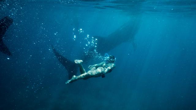 Menyelam Bersama Hiu