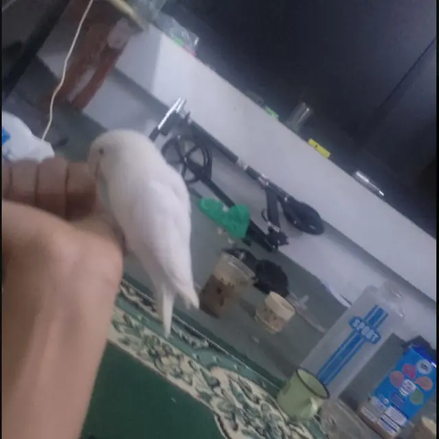6 Potret Burung Nyasar ke Rumah Ini Bikin Kasihan Jika Harus Diusir