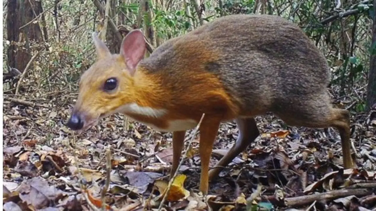 Dianggap Punah 30 Tahun Lalu, Rusa Tikus Kembali Ditemukan