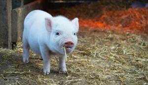 Ilustrasi shio babi. (dok.  Christopher Carson/Unsplash)