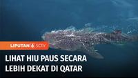 Tak hanya terkenal dengan gurun pasirnya, Qatar ternyata juga memiliki keindahan laut yang mempesona. Jika berkunjung ke negara tuan rumah Piala Dunia 2022 ini, wisatawan bisa mencoba perjalanan wisata bahari, sambil melihat sekumpulan hiu paus. Beri...