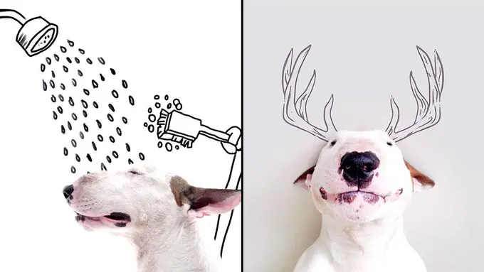  Patah Hati Berfaedah, Laki-laki Ini Berkreasi dengan Anjingnya