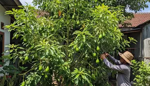 9 Cara Memangkas Pohon Alpukat agar Cepat Berbuah dan Tidak Menjulang