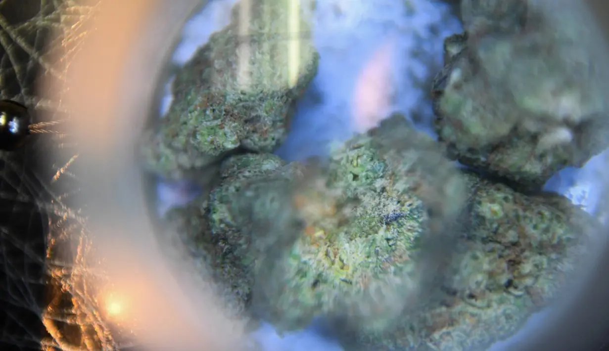 Ganja dipajang untuk dijual di apotek ganja Euflora, Denver, Colorado, Amerika Serikat, 20 April 2022. Puluhan ribu penggemar ganja berkumpul di Denver pada 20 April untuk merayakan legalisasi ganja rekreasi di Amerika Serikat. (Patrick T. FALLON/AFP)