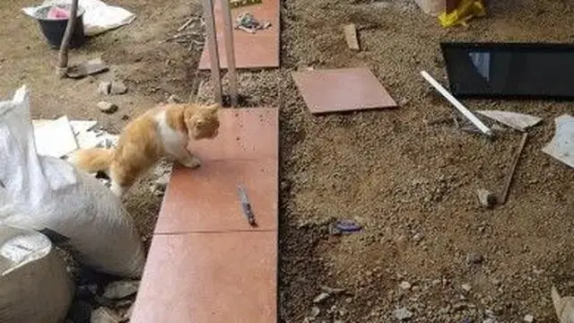 8 Potret Aksi Kucing Jadi Kuli Bangunan Ini Bikin Tepuk Jidat