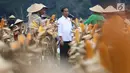 Presiden Joko Widodo (Jokowi) memanen jagung bersama petani saat panen raya jagung di Perhutanan Sosial, Ngimbang, Tuban, Jawa Timur, Jumat (9/3). Jokowi didampingi Ibu Negara Iriana, serta sejumlah menteri Kabinet Kerja. (Liputan6.com/Angga Yuniar)