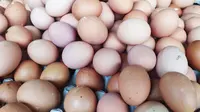 Sejumlah peternak ayam petelur di Kota Tasikmalaya, Jawa Barat, meminta pemerintah segera turun tangan memberikan solusi, di tengah anjloknya harga telur saat ini. (Liputan6.com/Jayadi Supriadin)