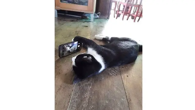 Kucing  nyeleneh (Sumber: Instagram/recehtapisayang)