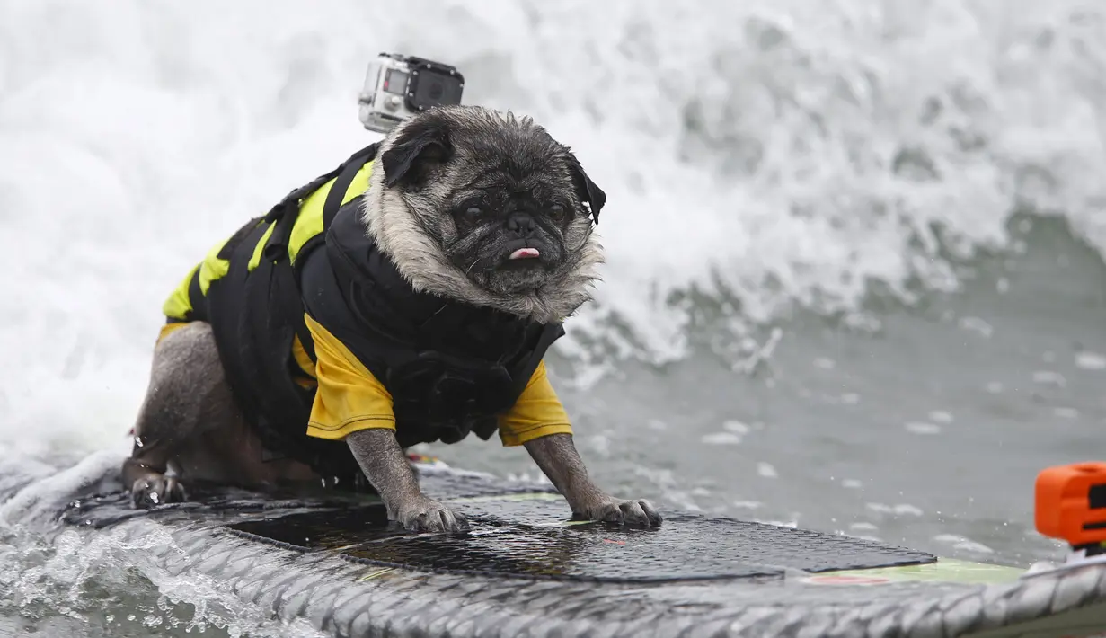 Brandy, anjing jenis pug berdiri di atas papan seluncurnya ketika mengikuti kompetisi surfing anjing Petco Unleashed ke-10 di pantai Imperial, California, 1 Agustus 2015. (REUTERS/Mike Blake)