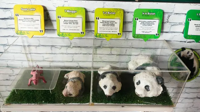 Perkembangan Panda