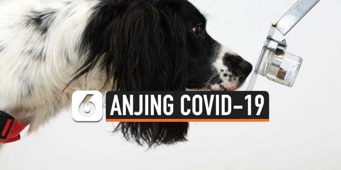 VIDEO: Anjing di Inggris Dilatih Deteksi Virus Corona