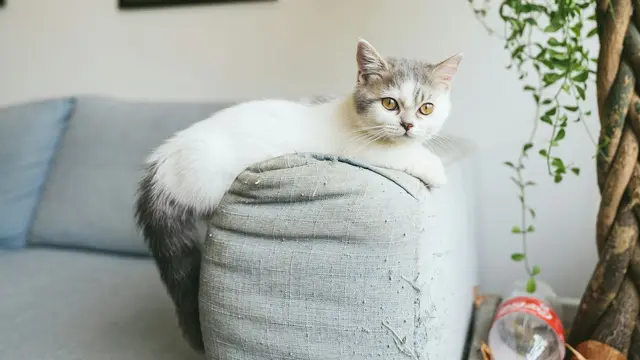 Munchkin