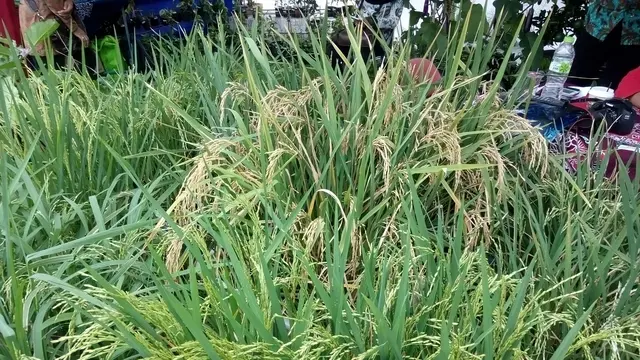 Warga Kota Jogja Kini Bisa Panen Padi Belut