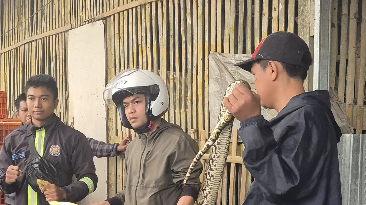 Ular sanca ditangkap di rumah pemotongan ayam
