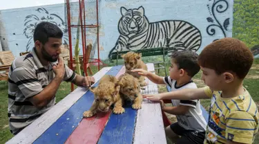 Anak-anak Palestina didampingi seorang pekerja bermain dengan tiga bayi singa yang baru lahir di sebuah kebun binatang di Rafah, Jalur Gaza (8/9/2019). Kehadiran tiga bayi singa ini menambah koleksi satwa sebuah kebun binatang tersebut. (AFP Photo/Said Khatib)