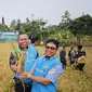 PT PLN Indonesia Power memanfaatkan abu limbah pembakaran batu bara dari PLTU atau untuk berhasil meningkatkan panen padi. (Dok PLN)