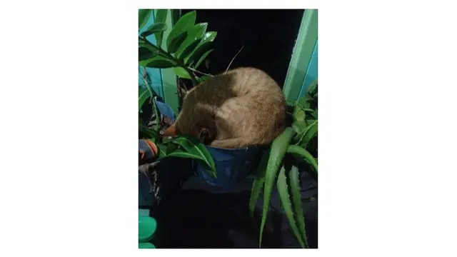 Kucing lucu (Sumber: Twitter/@twitkocheng)