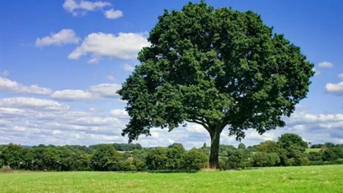Tanaman Langka Kebanggaan Kota Bandung