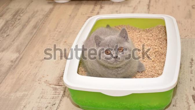 Ilustrasi box kucing (Shutterstock).