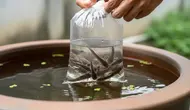 8 Ikan Air Tawar yang Cocok Dipelihara di Rumah yang Sering Mati Listrik, Tahan Tanpa Aerator