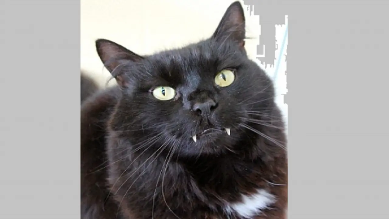 Kucing bertaring bernama Timmy. (Daily Mail)