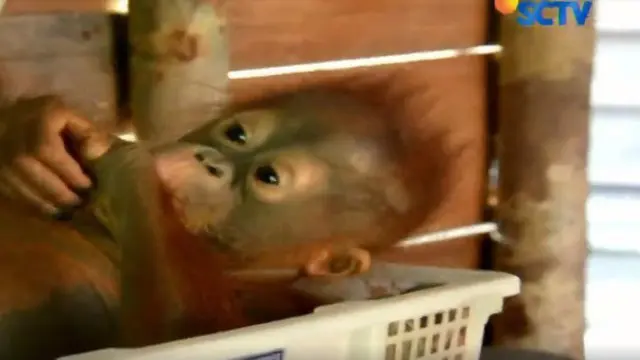 BKSDA Kalimantan Selamatkan Bayi Orangutan di Area Pertambangan