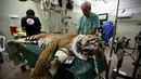 Seekor harimau bernama Laziz tengah diperiksa organisasi internasional Four Paws usai dievakuasi dari kebun binatang di Khan Yunis, selatan Jalur Gaza di rumah sakit hewan Universitas Hebrew, Israel (24/08). (AFP PHOTO/Menahem Kahana)