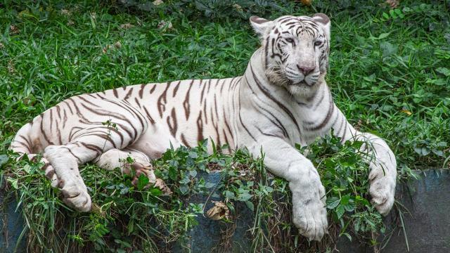 White Tiger