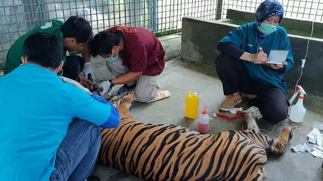 Harimau Sumatra bernama Inung Rio ketika dirawat untuk menyembuhkan luka di kakinya.