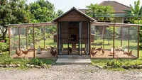 Model Ventilasi Kandang Ayam Kecil agar Tidak Pengap dan Bau, Panduan untuk Peternak Rumahan