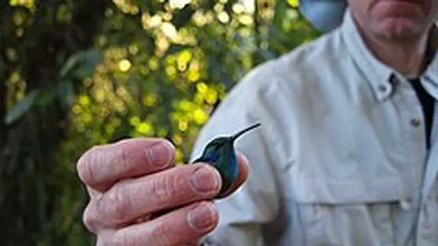 Burung Kolibri Terkecil Adalah Dinosaurus Terkecil