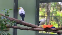 Jalak putih, salah satu jenis burung yang akan dipasangi microchip, hasil penangkaran TSI. (Liputan6.com/Achmad Sudarno)
