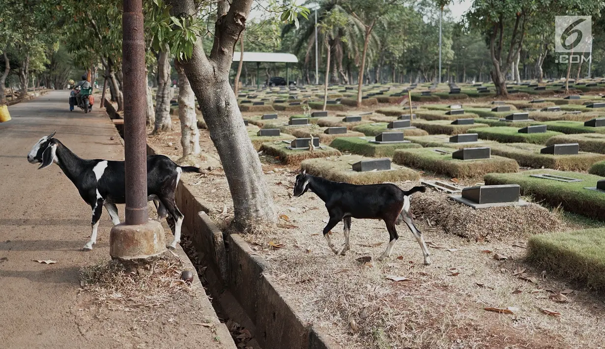 Kawanan kambing berkeliaran mencari makan TPU Pondok Rangon, Jakarta, Sabtu (10/8/2019). Kambing tersebut sengaja digembalakan di area kuburan oleh pemiliknya lantaran kurangnya lahan hijau di daerah perkotaan. (Liputan6.com/Faizal Fanani)