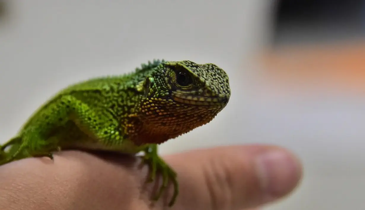 Kadal mirip naga dengan dominan warna hijau ditemukan diperlihatkan Ilmuwan asal Peru, Paul Venegas , Quito, Kamis (24/4/2015). Ilmuwan Peru berhasil menemukan tiga jenis kadal spesies baru yang ditemukan di Peru dan Ekuador. (AFP Photo/ Rodrigo Buendia)