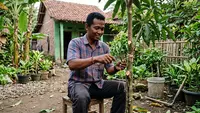 Cara Stek Pohon Mangga agar Cepat Berakar untuk Pemula