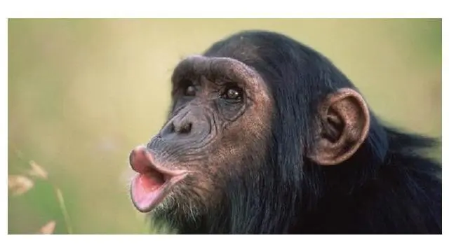 Tingkah simpanse lucu saat mabuk ini mengundang decak tawa pengunjung yang melihat.