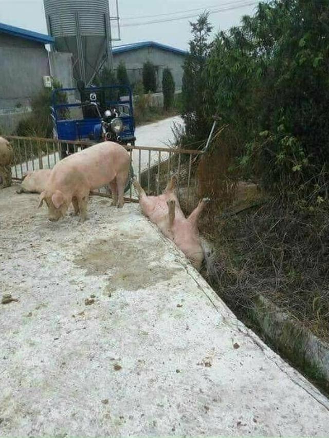 7 Ekspresi Kocak Hewan Saat Tersangkut Ini Bikin Kasihan