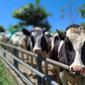Kementan meningkatkan populasi sapi perah dengan menerapkan program Sapi Kerbau Komoditas Andalan Negeri (SIKOMANDAN) untuk replacement induk. (Dok Kementan)