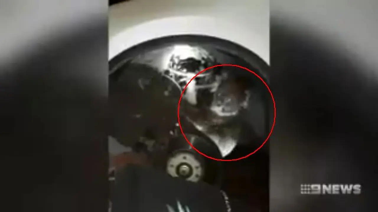Koala di kolong 