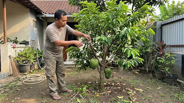 Cara Membuat Pohon Sirsak Pendek tapi Cepat Berbuah, Perawatannya Lebih Praktis