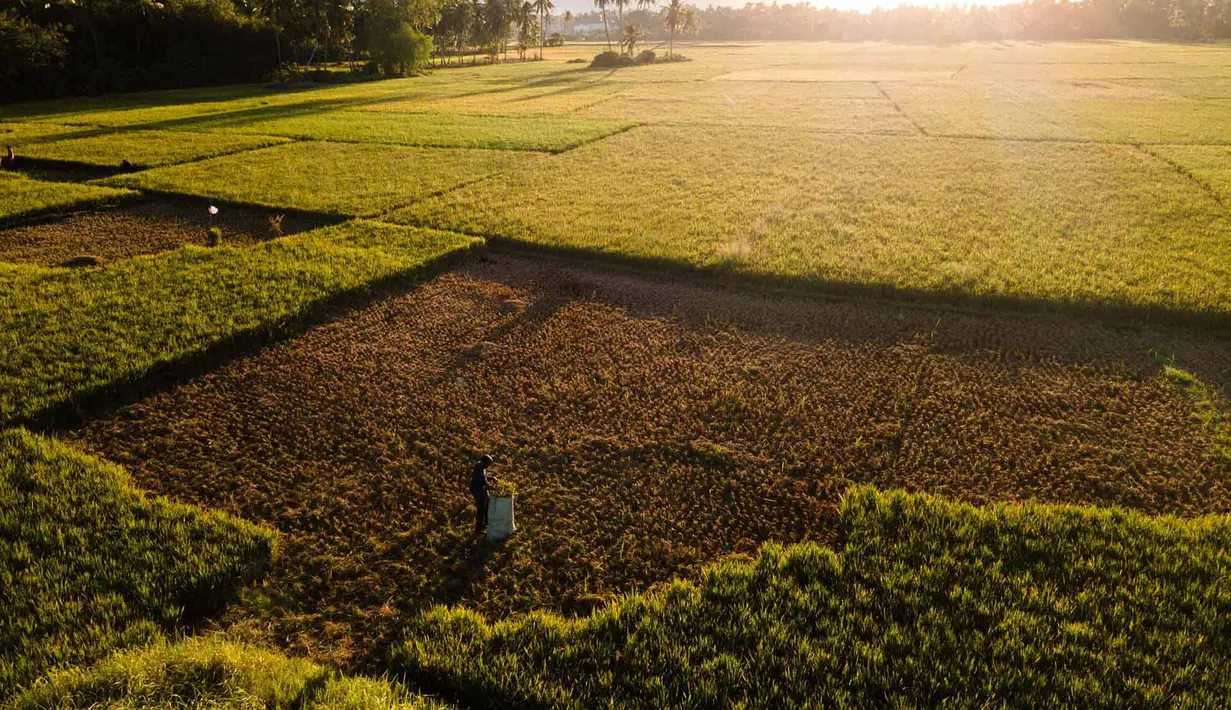 Foto udara ini memperlihatkan seorang petani sedang memotong tanaman padi yang rusak akibat kekeringan di Aneuk Galong, Provinsi Aceh, Minggu, 30 Agustus 2026. (AFP/ Chaideer Mahyuddin)