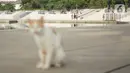 Warga beraktivitas di sekitar Taman Lapangan Banteng, Jakarta, Kamis (20/2/2020). Adanya revitalisasi kawasan Monas menyebabkan sebagian warga lebih memilih Lapangan Banteng sebagai tempat menghabiskan waktu untuk berolahraga serta berekreasi. (Liputan6.com/Immanuel Antonius)